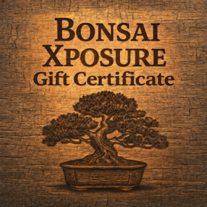Give the Gift of a Bonsai Xposure to Bonsai Class